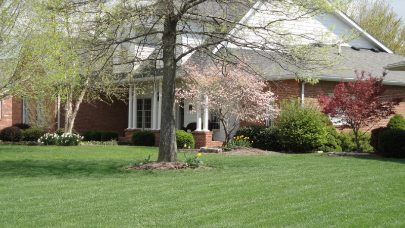Árbol & amp; Shrub Care - Simply Greener Lawn | Cuidado del césped Forney, Rockwall, Sunnyvale, Heath