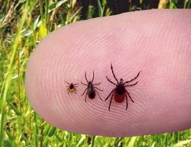 types of deer ticks