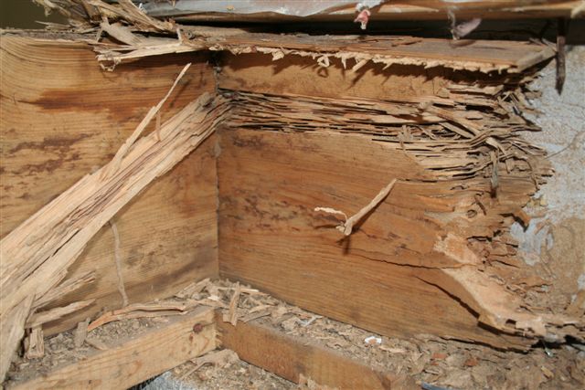 image of termite damage