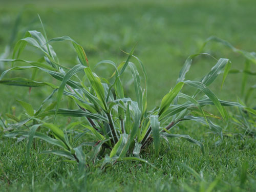 crabgrass