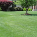 lawn without subsurface feeding insects
