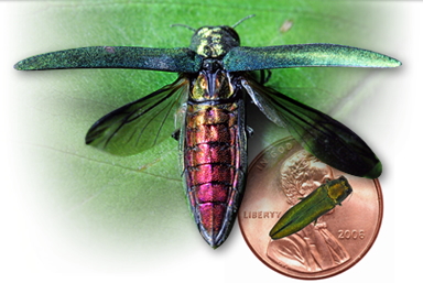 size of emerald ash borer next to a penny