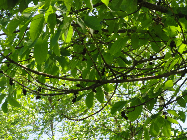 Ash Tree Opposite Branches