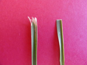 Effects of Sharp vs Dull Mower Blades