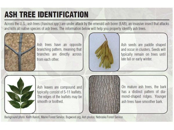 Ash tree identification