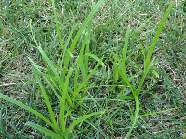 Yellow Nutsedge growing in a lawn