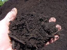 Organic matter within the soil