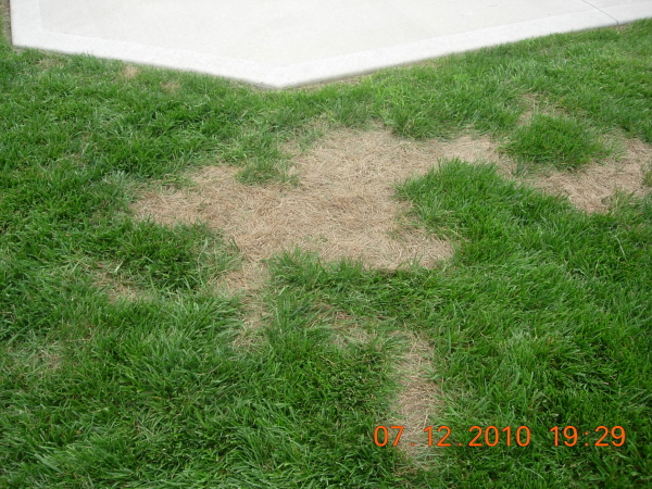 summer patch lawn disease