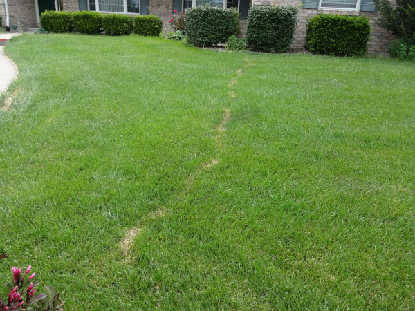 a mole run through a lawn