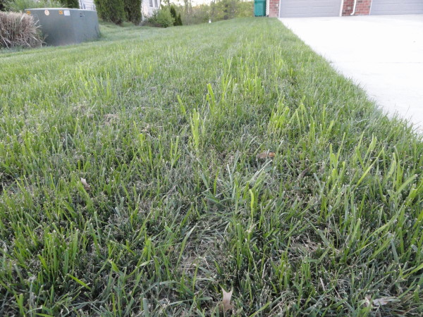 Quackgrass within a lawn