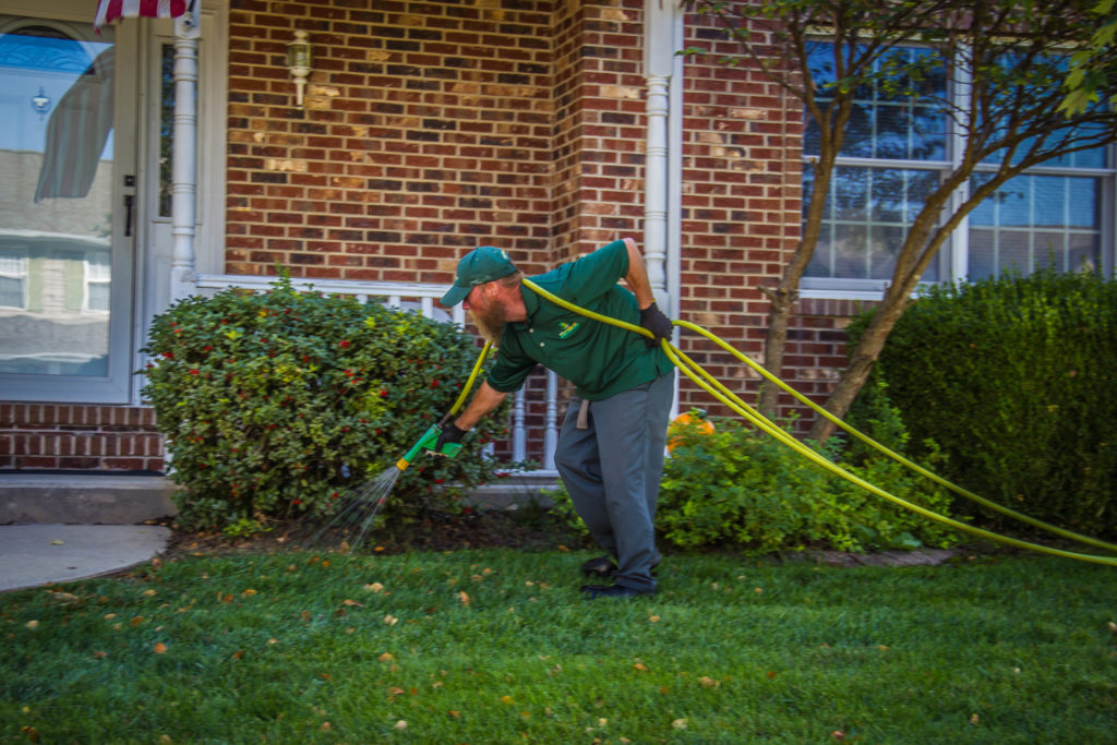 Tree and shrub insect and disease control image